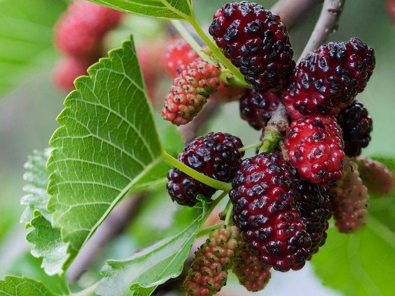 Шелковица купить саженцы из питомнике в Выксе