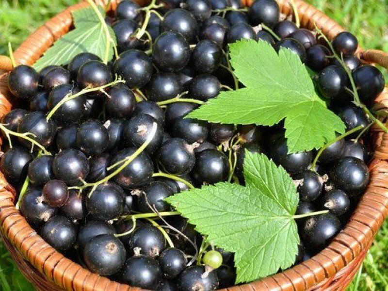 Смородина купить саженцы из питомника в Выксе