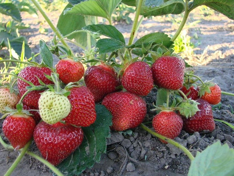 Клубника купить саженцы из питомника в Выксе