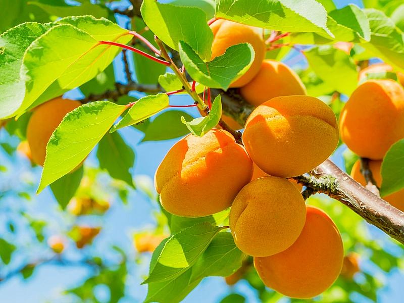 Абрикос купить саженцы из питомнике в Выксе