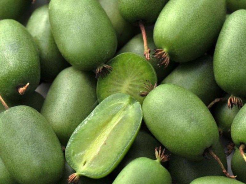 Актинидия купить саженцы из питомнике в Выксе