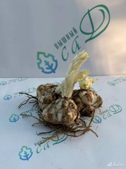 Лилия "КУИН ОФ НАЙТ" 3 штуке (размер 18/20)