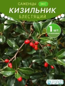 Кизильник Блестящий саженец живая изгородь