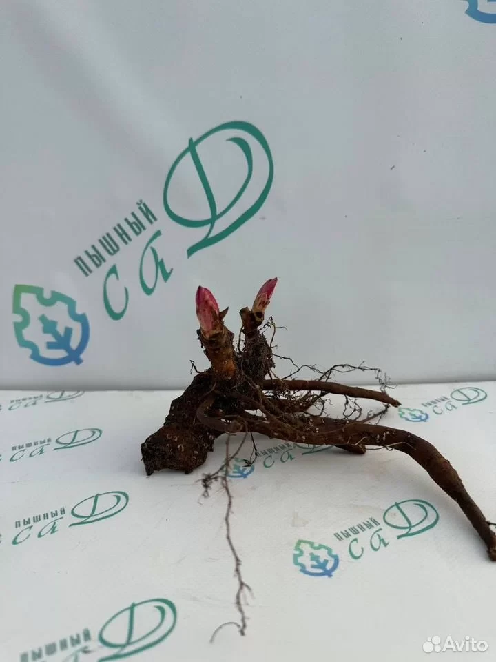 Пион "ПАТИО ЛОНДОН"