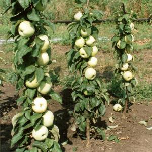Яблоня колоновидная "ИКША"