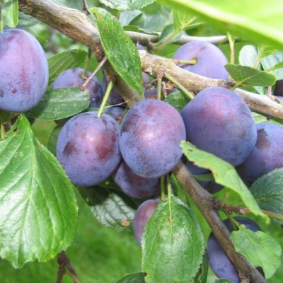 Слива "СМОЛИНКА"